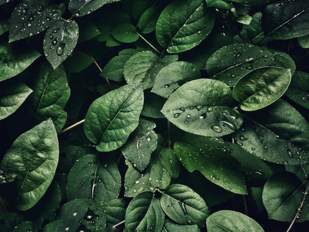 Close-up of lush green leaves with dewdrops, capturing a refreshing and natural texture.